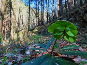 14 Helleborus viridis (Elleboro verde)